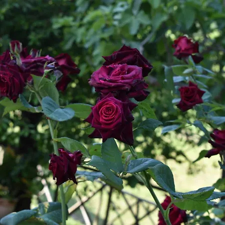 Casa Brunori Agroturismo *