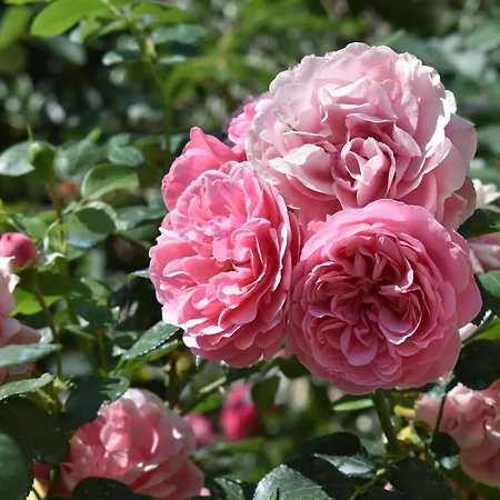 Фермерский дом Casa Brunori